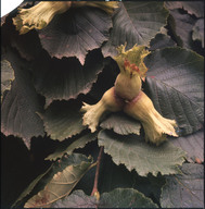 GBPH00232001.jpg.jpg